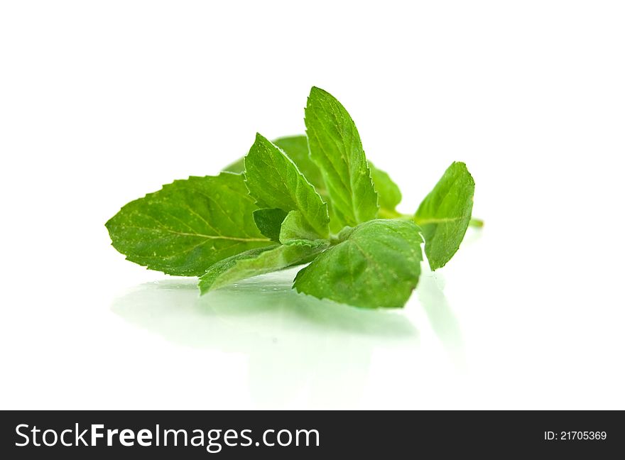 Fresh-picked mint leaves  on white