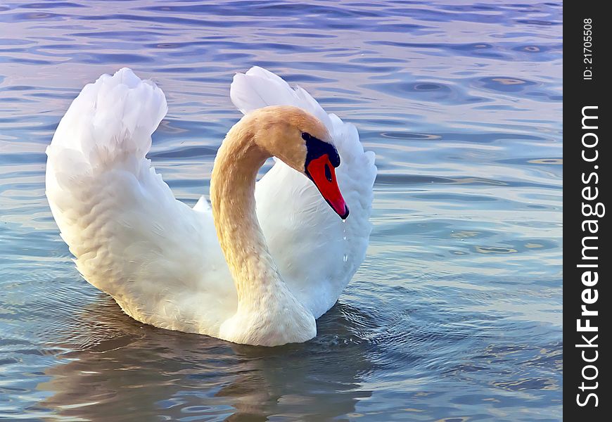 Graceful swan swimming in the lake alone