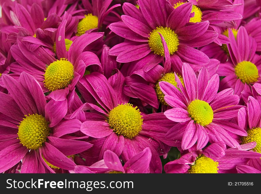 Beautiful pink and yellow bell flowers background. Beautiful pink and yellow bell flowers background