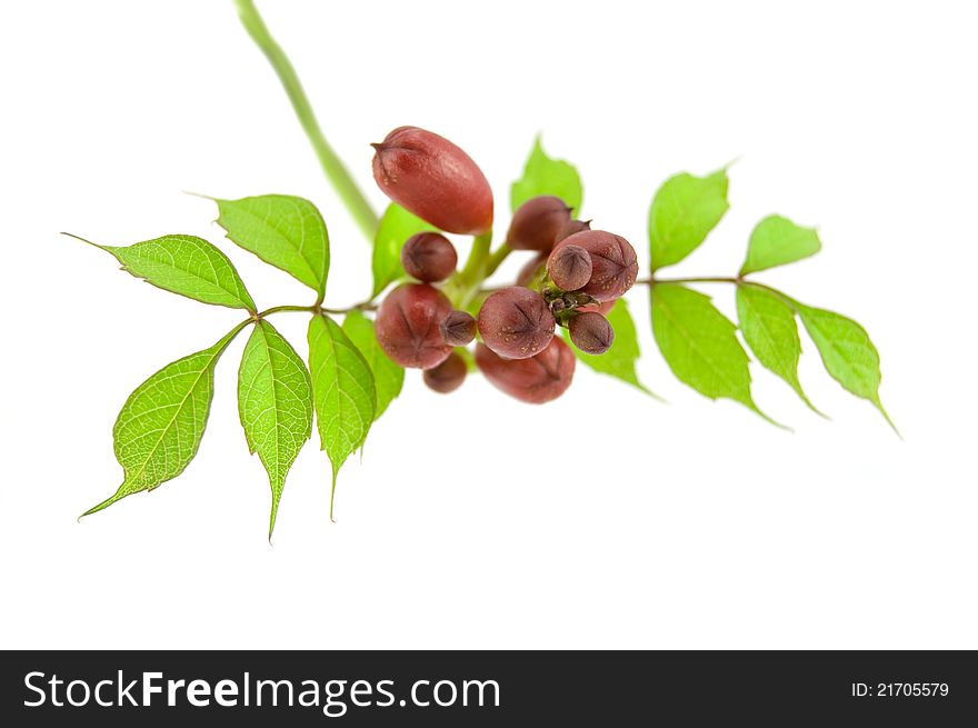 Buds on a branch isolated on white. Buds on a branch isolated on white