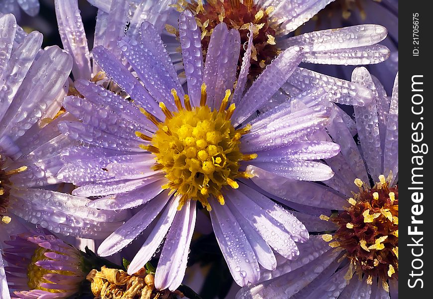 Aster and dew drop in sun