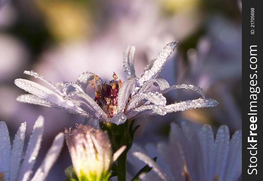 Aster views with dew drops in the sun. Aster views with dew drops in the sun