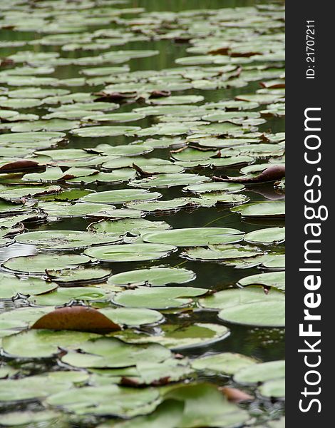 Pond Covered With Duckweeds