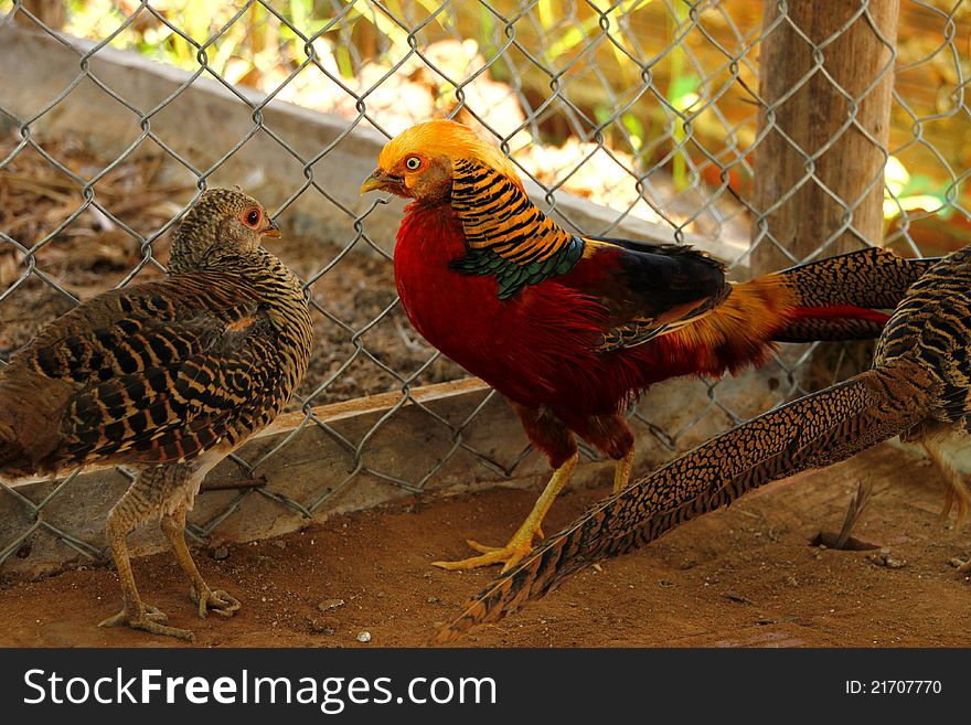 Long-tailed Pheasant