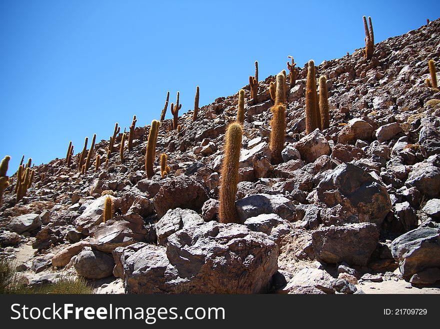 Cactus in the rocky Atacama desert. Cactus in the rocky Atacama desert