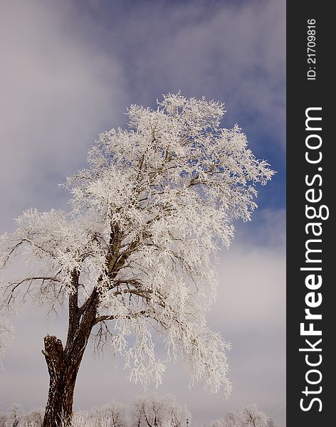 Old frosted tree on background of blue cloudy sky. Old frosted tree on background of blue cloudy sky.