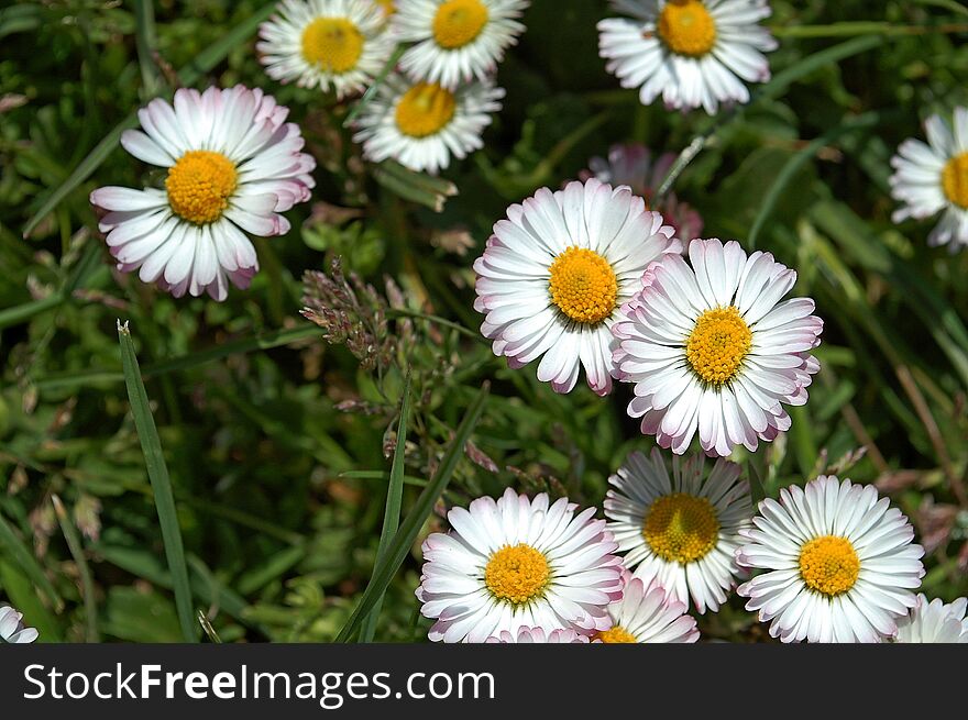 Photography Of Common European Daisy Flowers Bellis Perennis