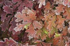 Colorful Oak Leaves,autumn Stock Photos Colorful Oak Leaves,autumn Stock Photos