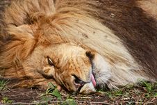 Sleeping Giant Lion Stock Photography