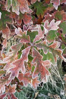 Frosted Oak Leaves Royalty Free Stock Photos