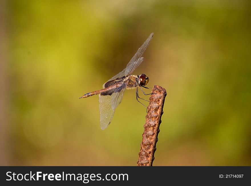 A dragonfly resting in the garden