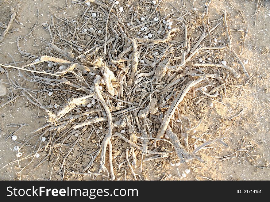 Desert set summer heat drought