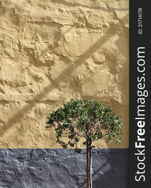 Olive tree against yellow grey rough stone wall background. Olive tree against yellow grey rough stone wall background