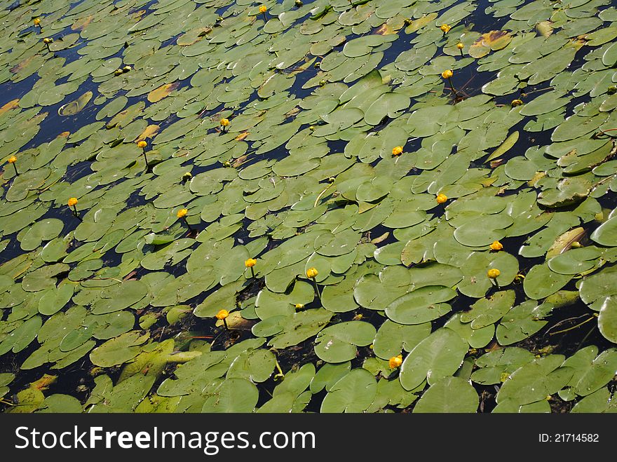 Photo of pond with a lot of early water lilies in it. Photo of pond with a lot of early water lilies in it.