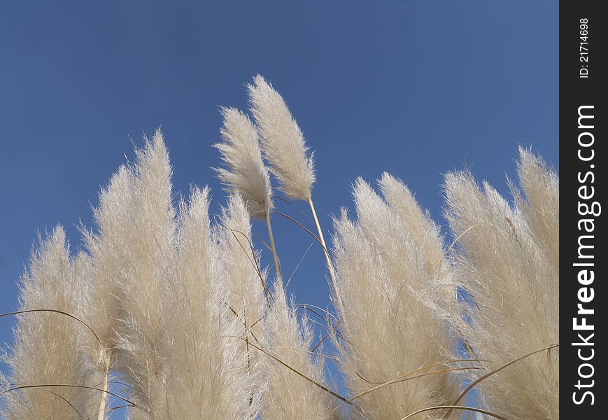 An ornamental garden with golden plumes. An ornamental garden with golden plumes