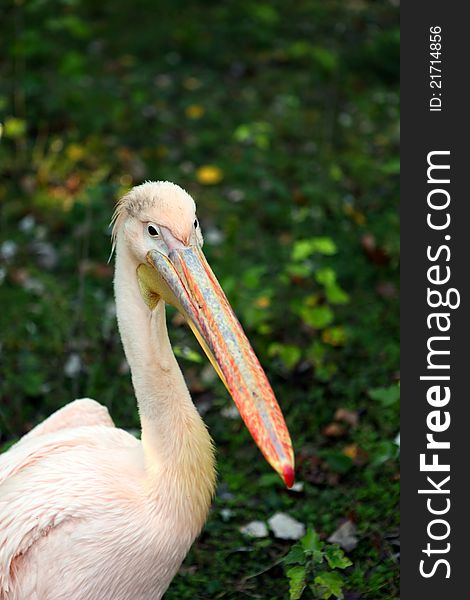 Pink Pelican in the nature