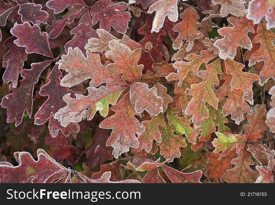 Branches of frosted oak leaves in autumn. Branches of frosted oak leaves in autumn