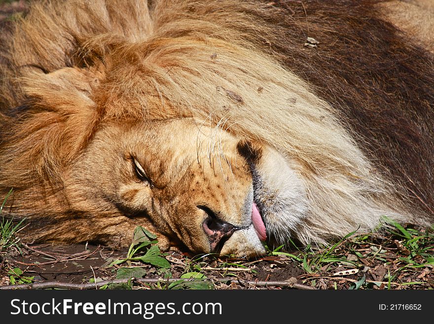 Giant male lion (Panthera leo) sound asleep while taking a nap on the grass in the afternoon sun. Giant male lion (Panthera leo) sound asleep while taking a nap on the grass in the afternoon sun.