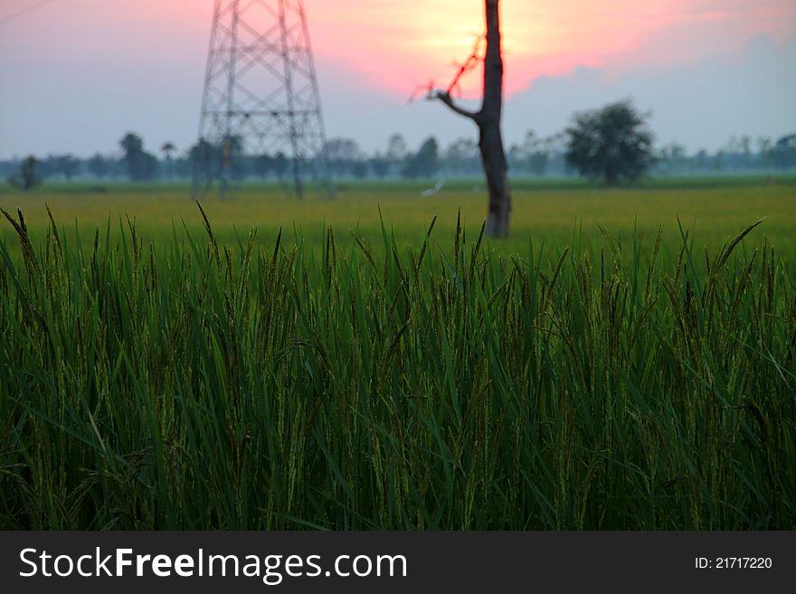 Rice Field Before Sunset