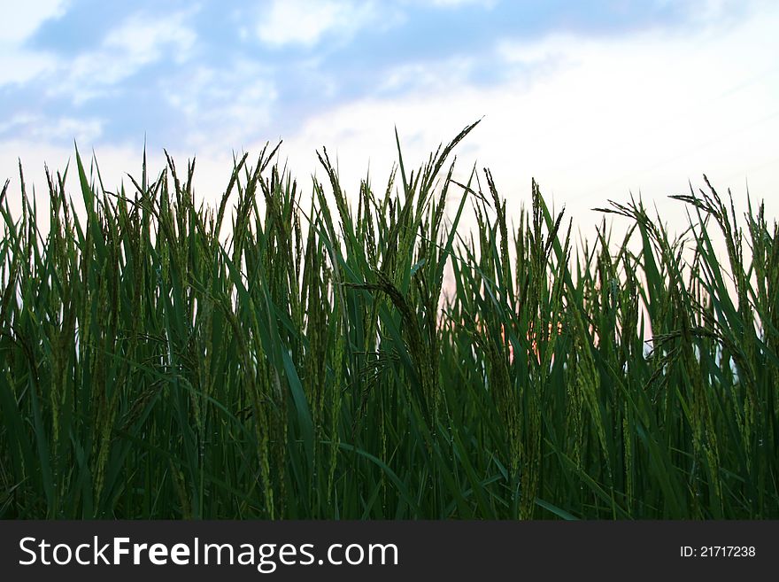 Rice Field Before Sunset