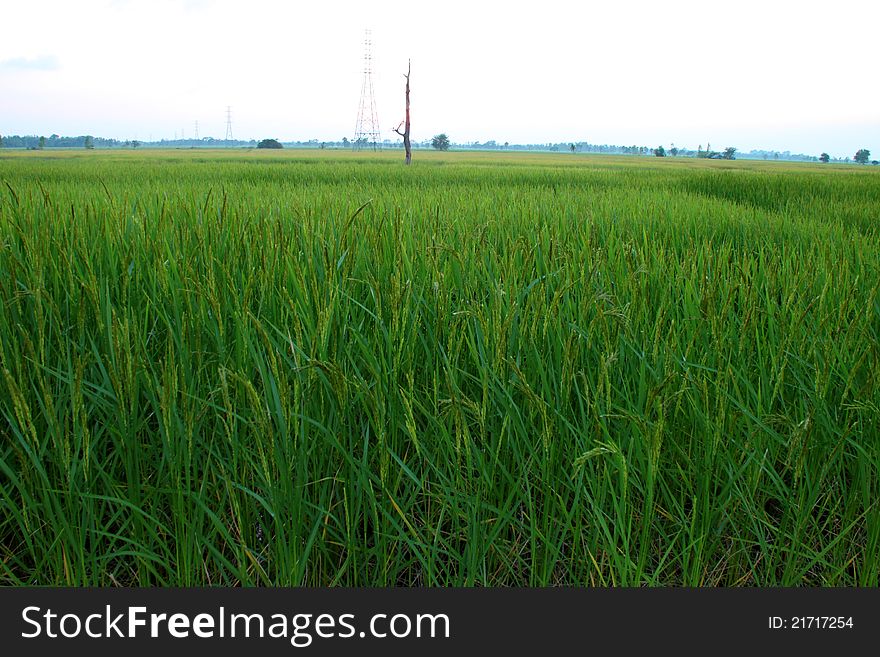 A picture of jasmine rice field before sunset