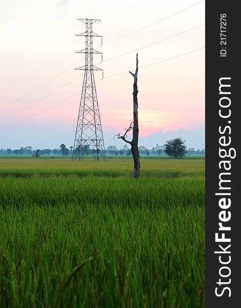 High Voltage Post In Rice Field Before Sunset