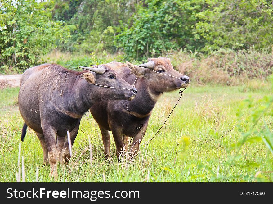 Two young buffaloes in the field in Thailand