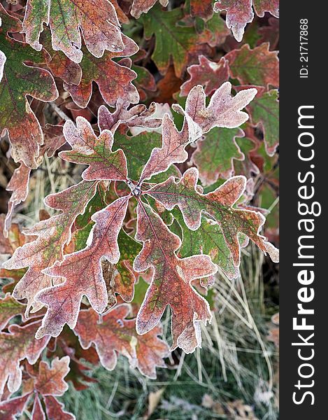 A cluster of frosted red oak leaves in autumn. A cluster of frosted red oak leaves in autumn.