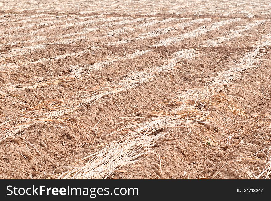 Cultivated Brown Dried Field