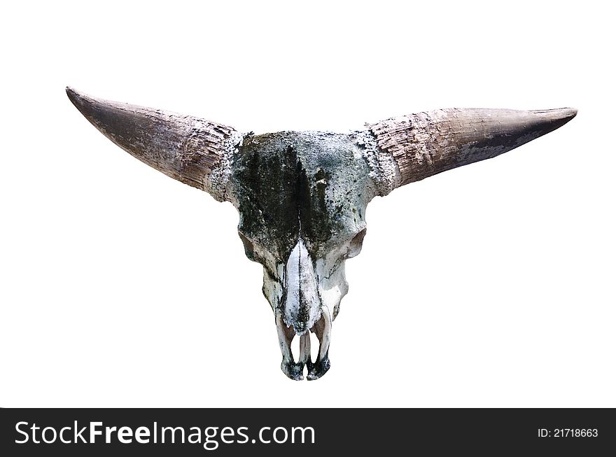 Skull Of A Bull.