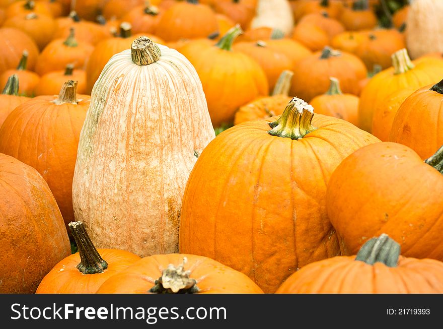 Individual pumpkin standing out from the crowd. Individual pumpkin standing out from the crowd.