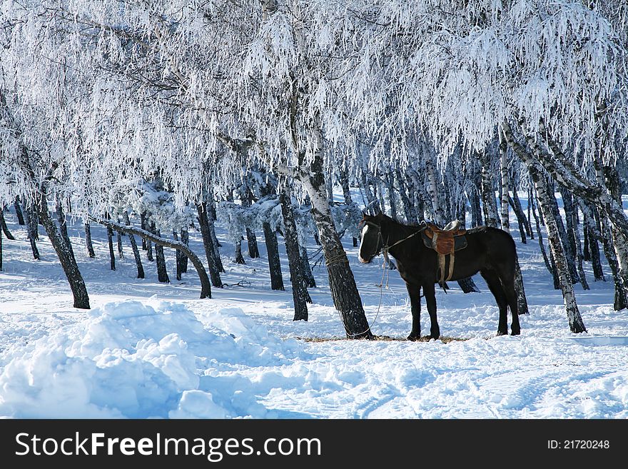 Horse against the frosty trees.