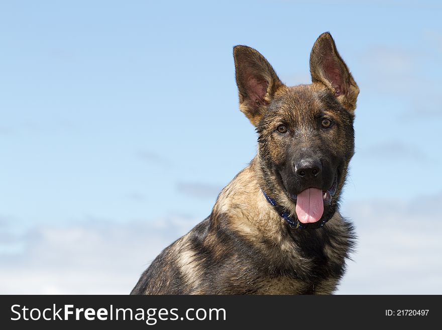 A cute German Shepherd puppy against blue sky.