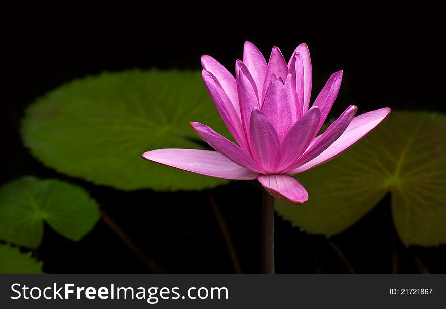 Pink lotus is blossom , waterlily. Pink lotus is blossom , waterlily