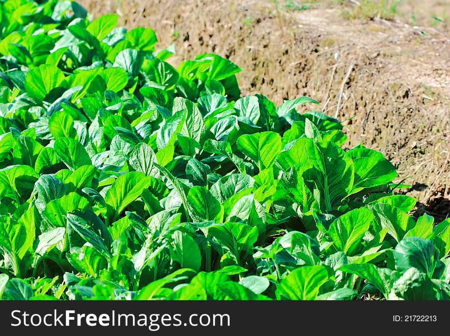 Non-toxic vegetable garden for vegetables