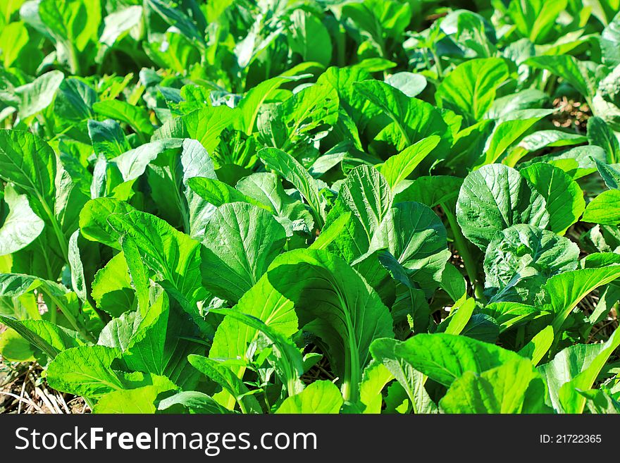 Vegetable garden