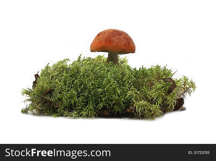 Large forest mushroom with a red hat on a white leg shot on a white background. Large forest mushroom with a red hat on a white leg shot on a white background