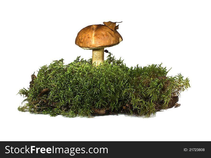 Large forest mushroom with a red hat on a white leg shot on a white background. Large forest mushroom with a red hat on a white leg shot on a white background