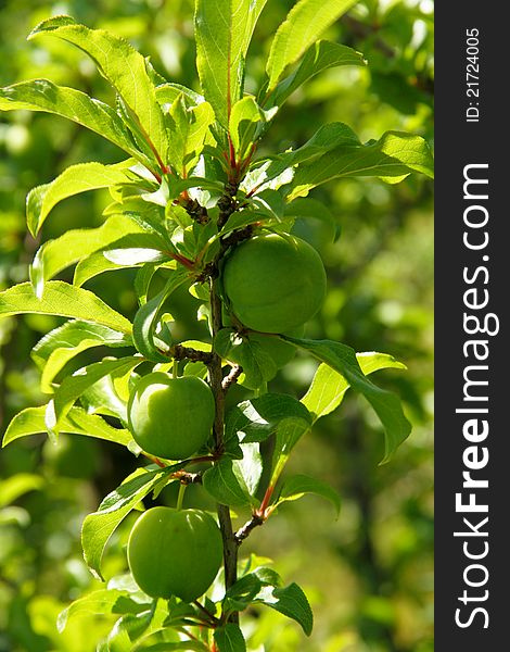 Young green plums on a plum tree