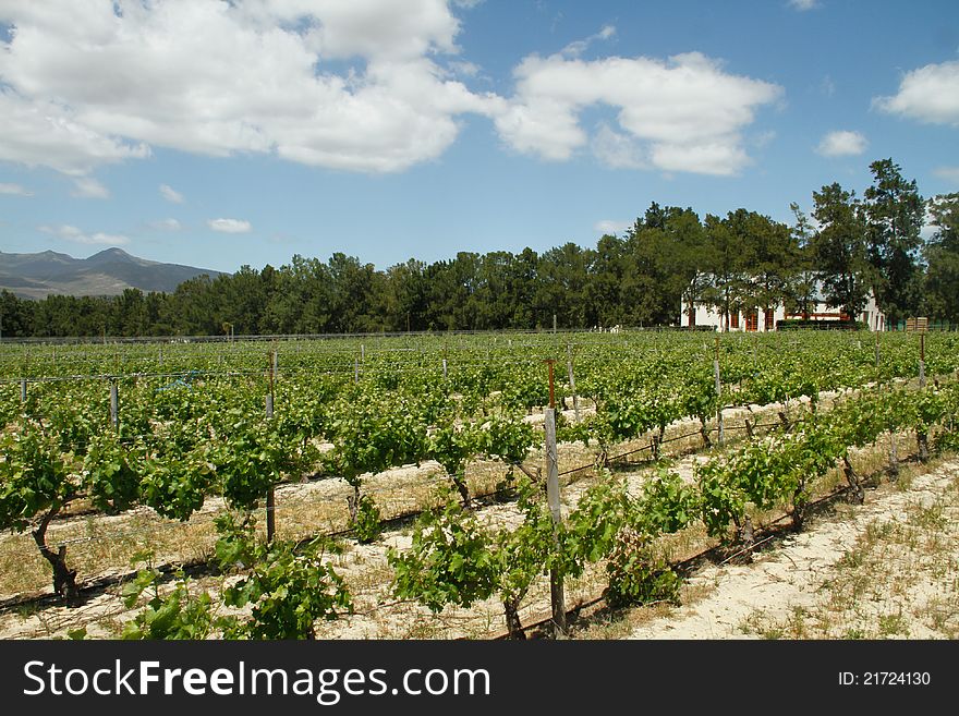 Vineyards on a wine farm