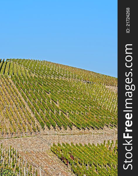 Wine field under the sun, Rheinland-Pfalz, Germany