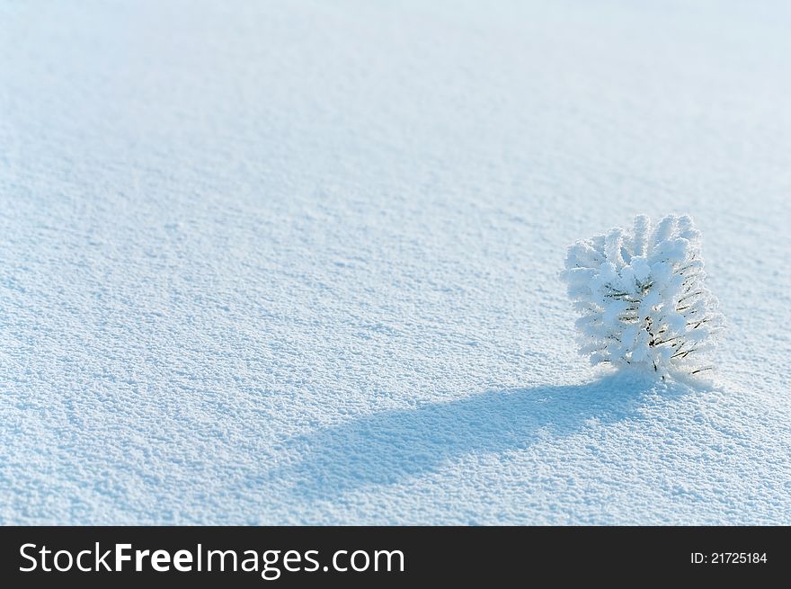 Tree in frost on a background of snow. Tree in frost on a background of snow