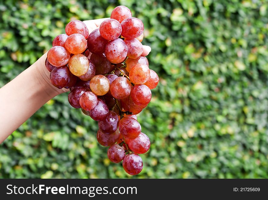 Red grape white hand holds on green background.