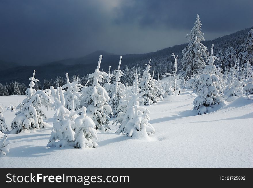 Winter landscape with fur-trees and fresh snow. Ukraine, Carpathians