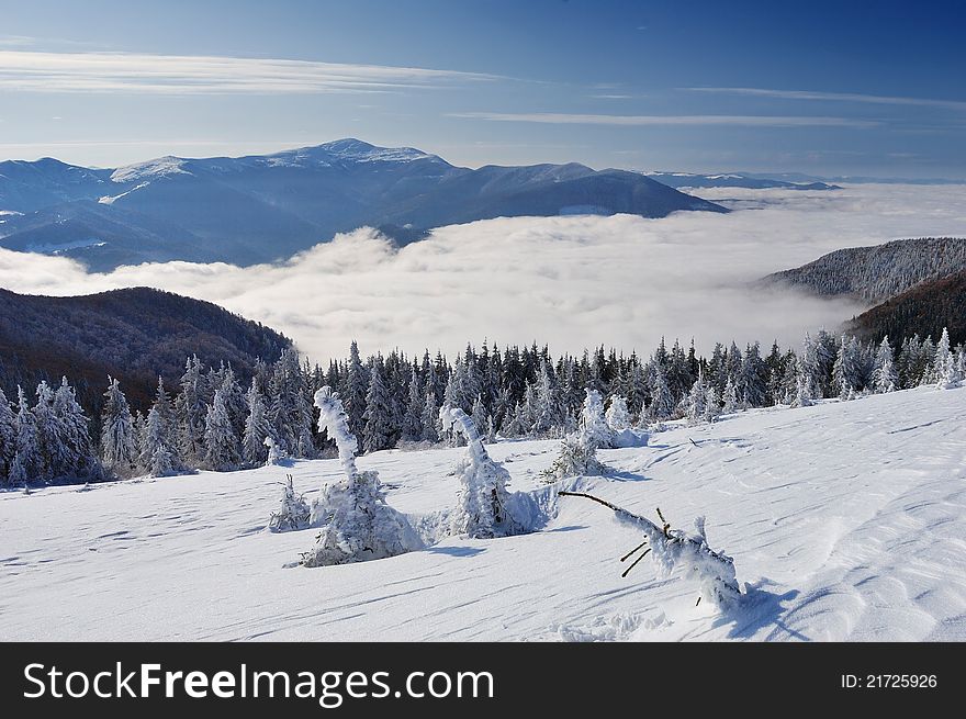 Winter landscape with fur-trees and fresh snow. Ukraine, Carpathians