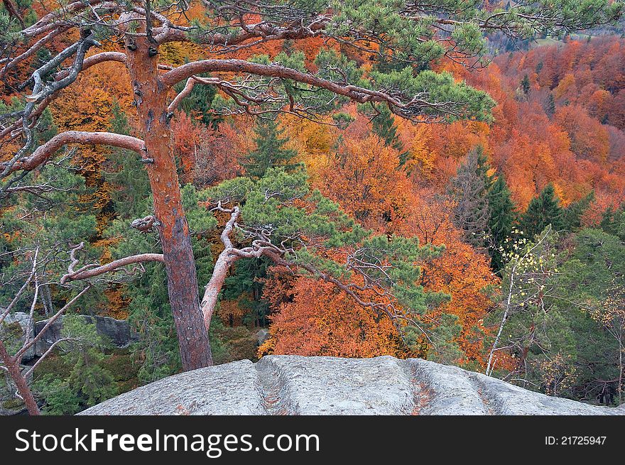 Autumn background with trees. Wood in mountains Carpathians, Ukraine