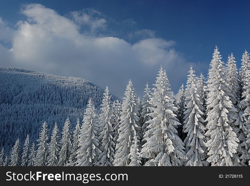 Winter background with a snow-covered wood landscape. Ukraine, Carpathians