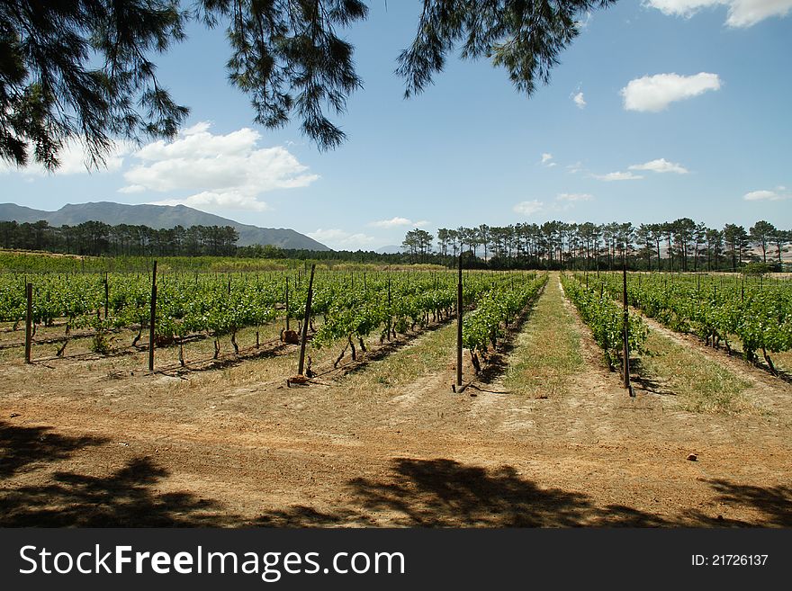 Vineyards on a wine farm