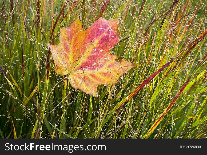 A single maple leaf in grass,autumn. A single maple leaf in grass,autumn