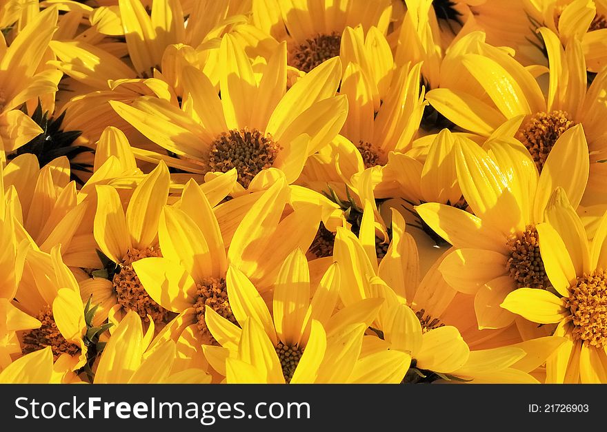 Background constitute corollas yellow daisies. Background constitute corollas yellow daisies